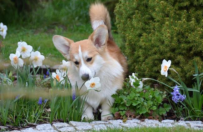 welsh corg pembroke charakterystyka i pielęgnacja 