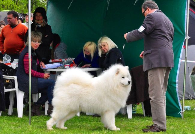 samoyed charakterystyka i pielęgnacja