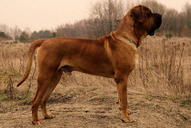 tosa inu charakterystyka i pielęgnacja 