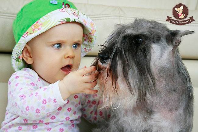 sznaucer charakterystyka i pielęgnacja