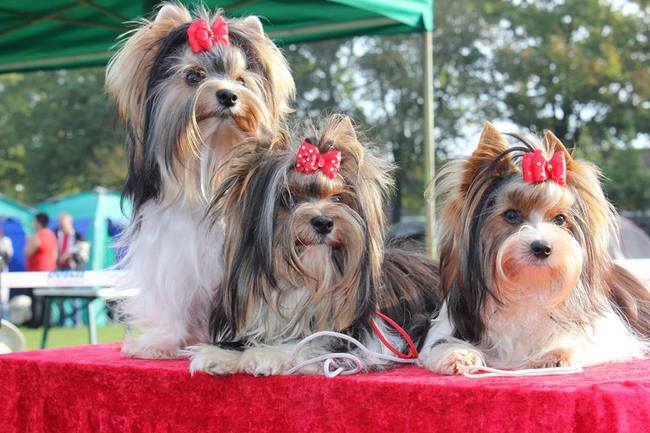 yorkshire charakterystyka i pielęgnacja 