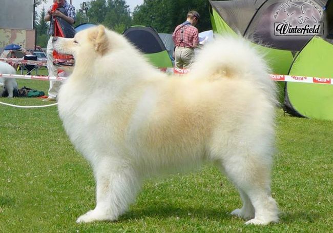 samoyed charakterystyka i pielęgnacja