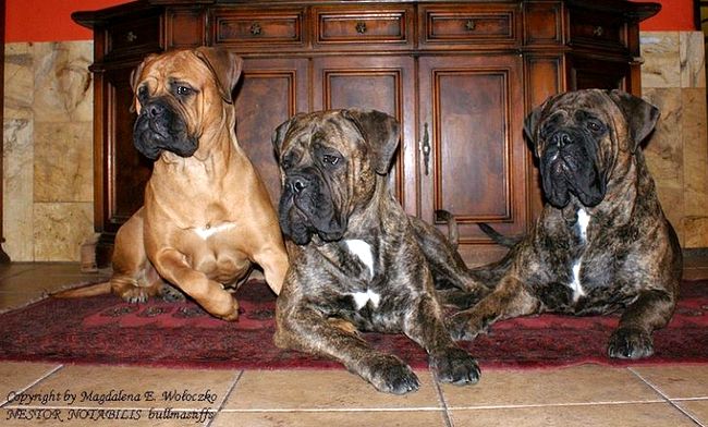 bullmastif - charakterystyka i pielęgnacja