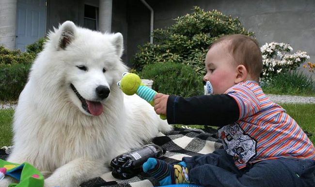 samoyed charakterystyka i pielęgnacja