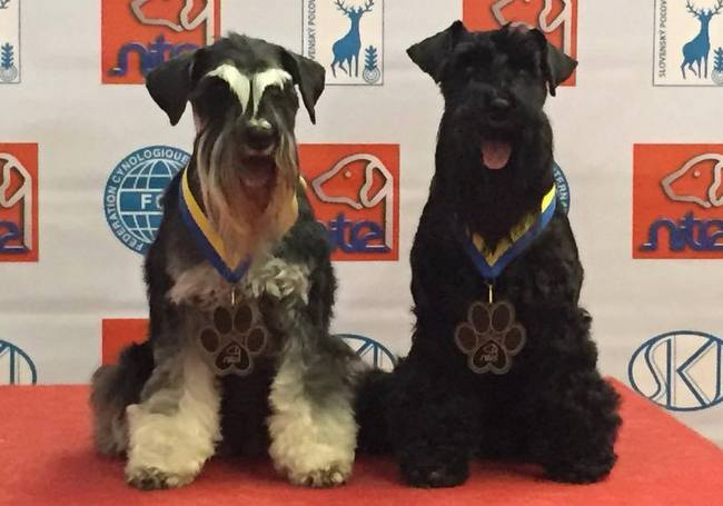 sznaucer charakterystyka i pielęgnacja