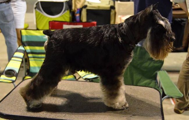 sznaucer charakterystyka i pielęgnacja