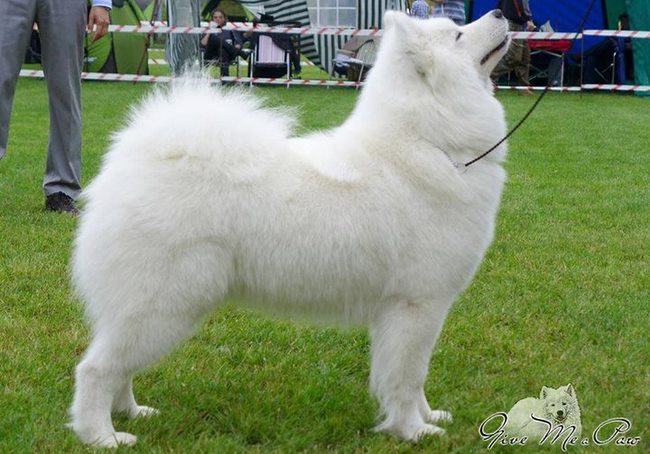 samoyed charakterystyka i pielęgnacja