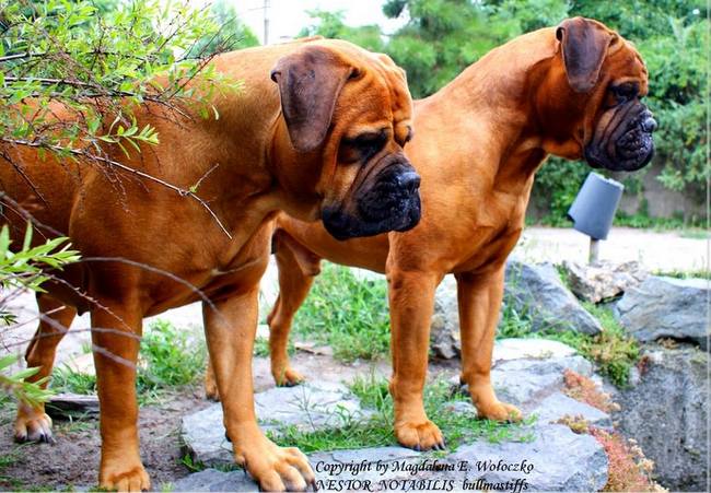 bullmastif - charakterystyka i pielęgnacja