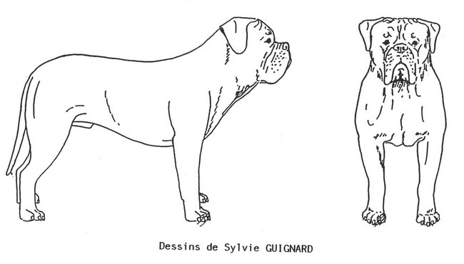 dog de bordeaux charakterystyka i pielęgnacj