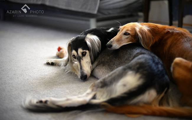 chart perski saluki charakterystyka i pielęgnacja