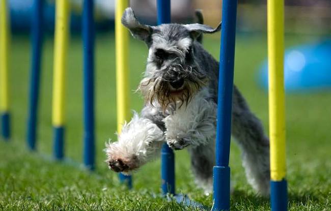 sznaucer charakterystyka i pielęgnacja