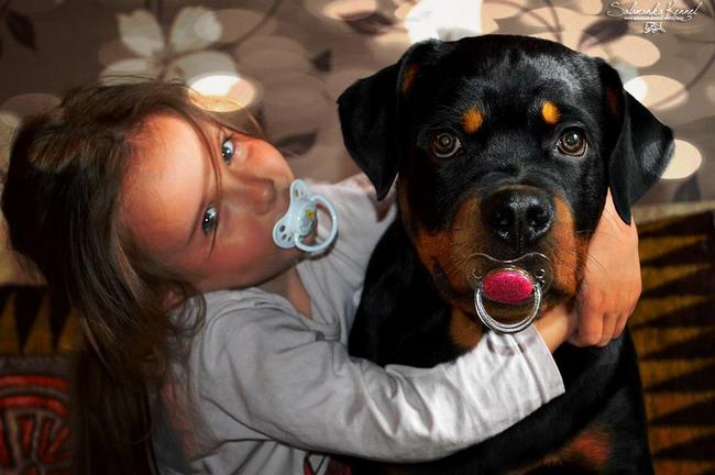 rottweiler charakterystyka i pielęgnacja