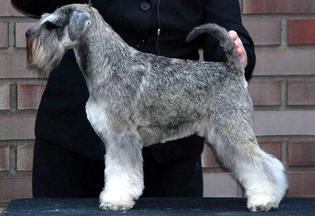 sznaucer charakterystyka i pielęgnacja