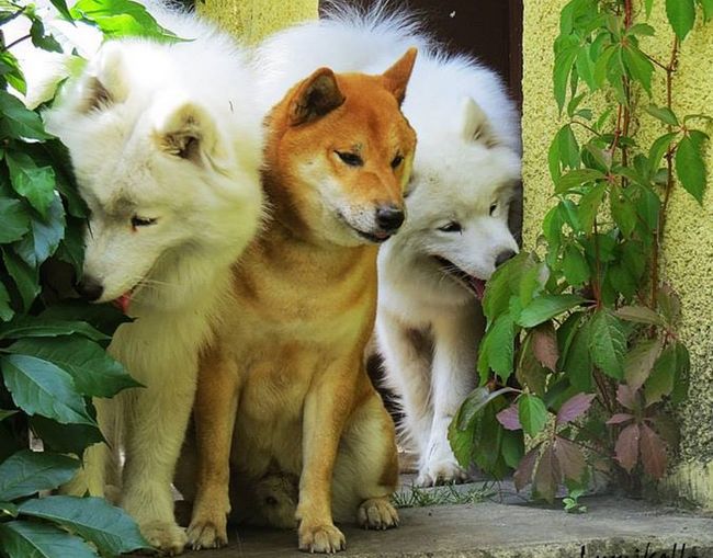 samoyed charakterystyka i pielęgnacja