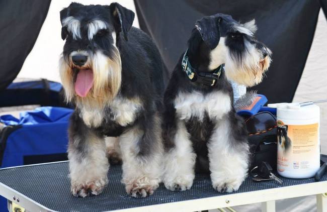 sznaucer charakterystyka i pielęgnacja