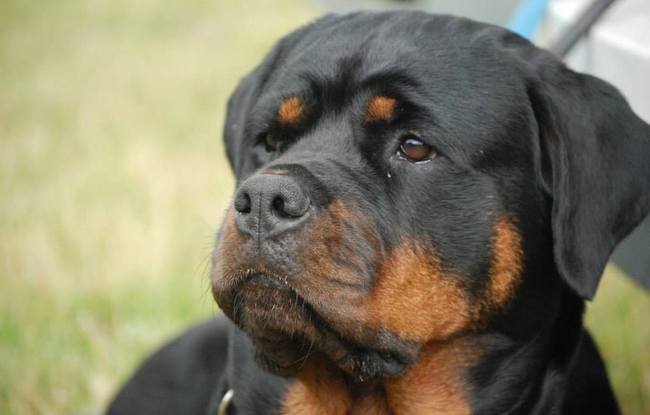 rottweiler charakterystyka i pielęgnacja