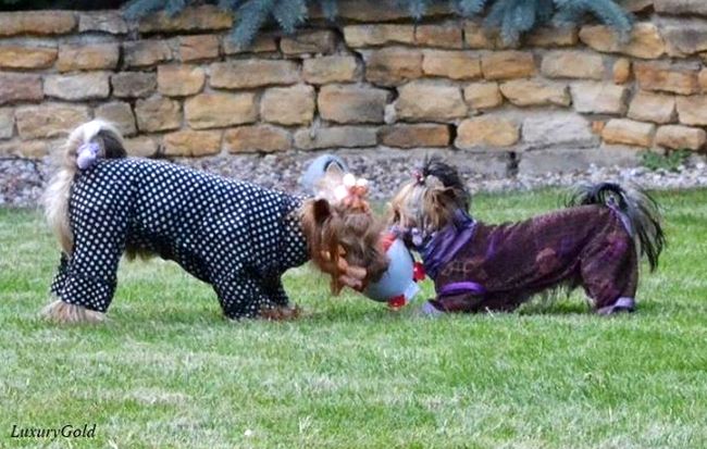 yorkshire charakterystyka i pielęgnacja 