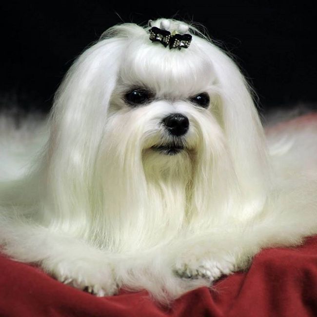 maltańczyk charakterystyka i pielęgnacja