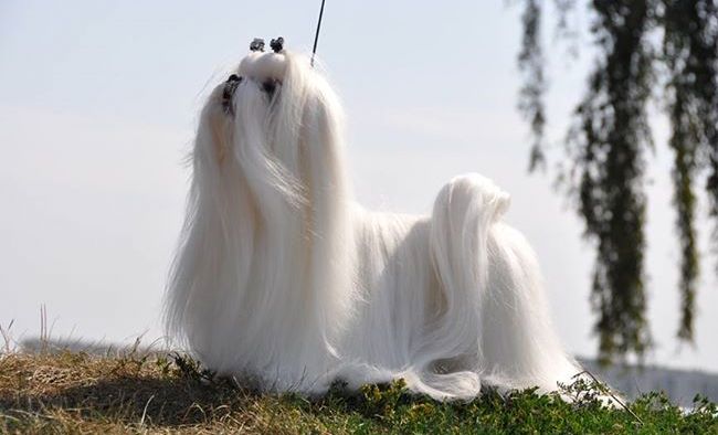 maltańczy charakterystyka i pielęgnacja 