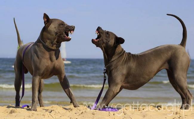 thai ridgeback charakterystyka i pielęgnacja