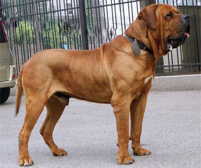 tosa inu charakterystyka i pielęgnacja 