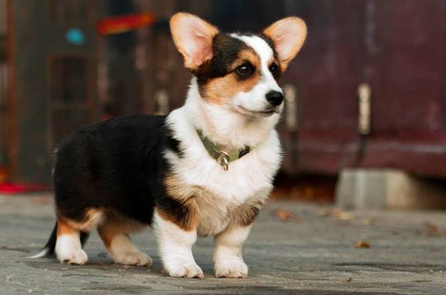 welsh corg pembroke charakterystyka i pielęgnacja