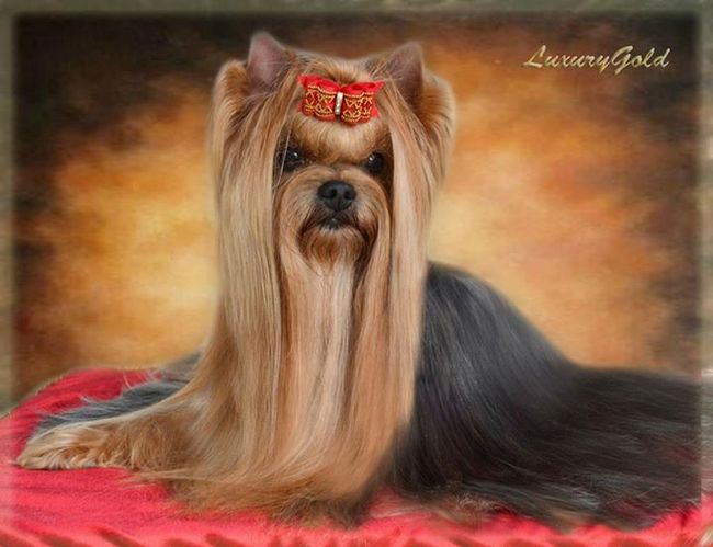 yorkshire charakterystyka i pielęgnacja 