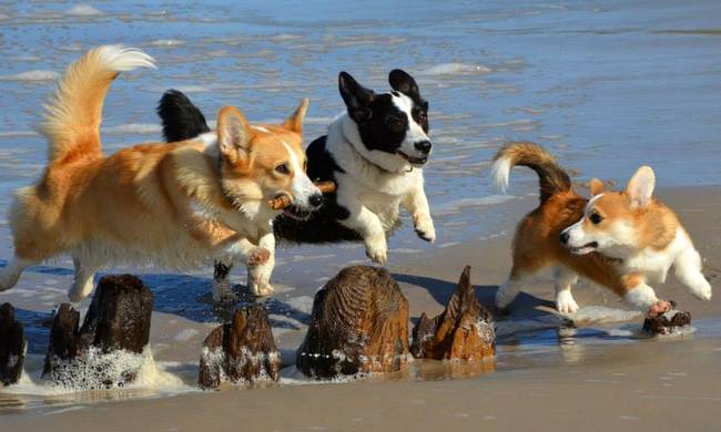 welsh corg pembroke charakterystyka i pielęgnacja 
