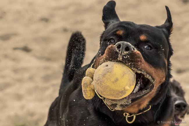 rottweiler charakterystyka i pielęgnacja
