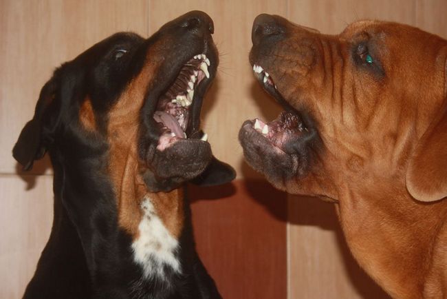 tosa inu charakterystyka i pielęgnacja