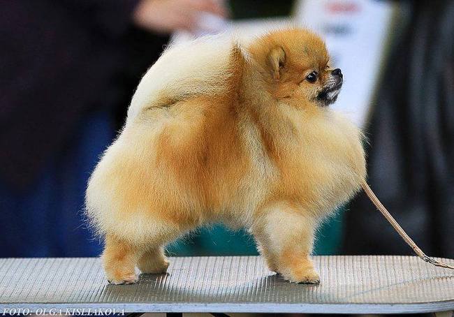 pomeranian charakterystyka i pielęgnacja