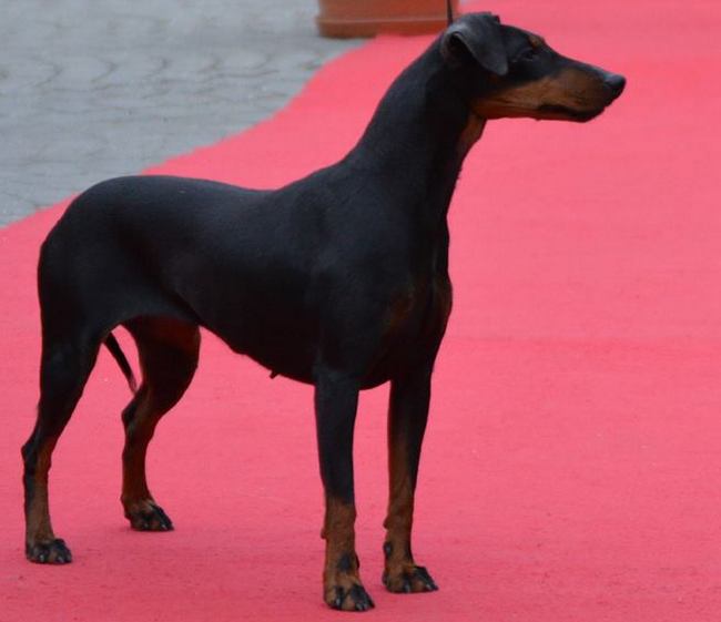 Manchester terrier charakterystyka i pielęgnacja