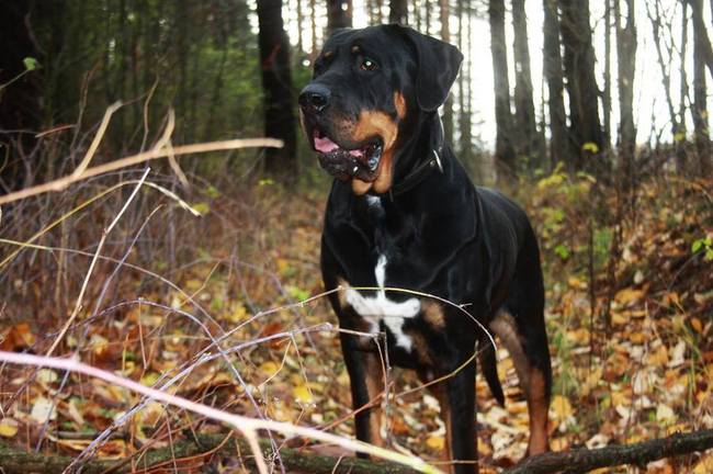 tosa inu charakterystyka i pielęgnacja 