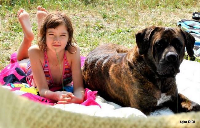 tosa inu charakterystyka i pielęgnacja