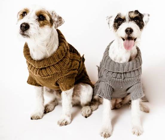 Parson Russel terrier charakterystyka i pielęgnacja