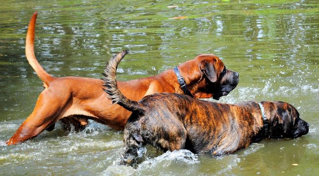 tosa inu charakterystyka i pielęgnacja 