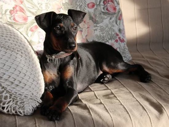 Manchester terrier charakterystyka i pielęgnacja