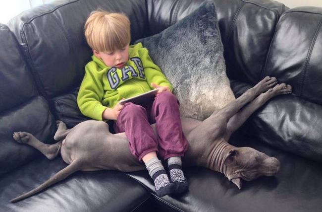 thai ridgeback charakterystyka i pielęgnacja