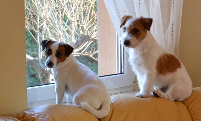 jack russel terier charakterystyka i pielęgnacja