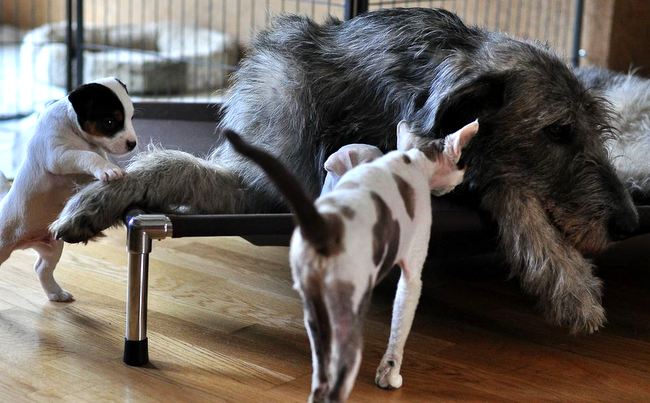 chart irlandzki charakterystyka i pielęgnacja