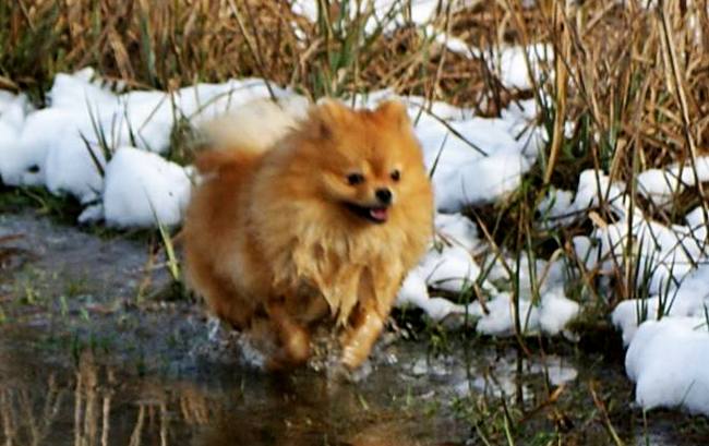 pomeranian charakterystyka i pielęgnacja