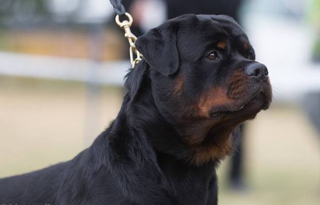 rottweiler charakterystyka i pielęgnacja