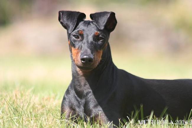 Manchester terrier charakterystyka i pielęgnacja