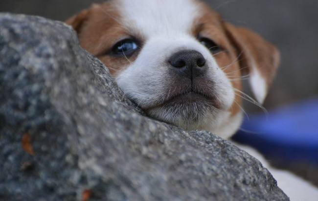 jack russel terier charakterystyka i pielęgnacja