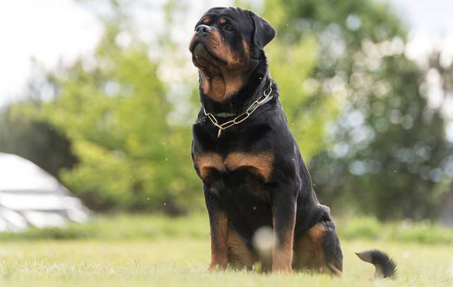 rottweiler charakterystyka i pielęgnacja
