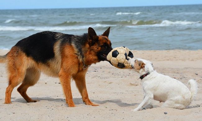 Parson Russel terrier charakterystyka i pielęgnacja