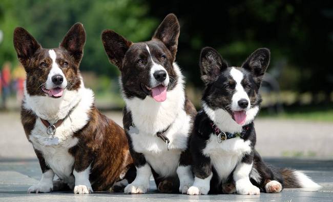 welsh corgi cardigan charakterystyka i pielęgnacja 