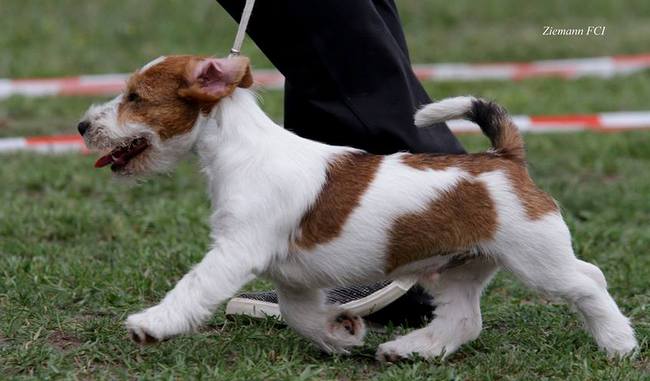 jack russel terier charakterystyka i pielęgnacja