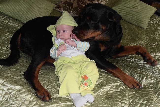 rottweiler charakterystyka i pielęgnacja