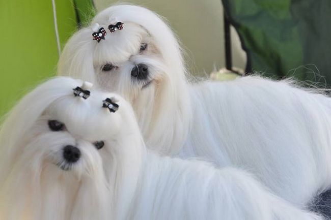 maltańczyk charakterystyka i pielęgnacja